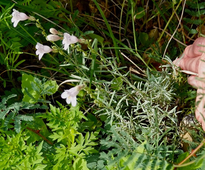 Penstemon linarioides Gray subsp. linarioides (Linaria Penstemon, Toadflax Beardtongue)4