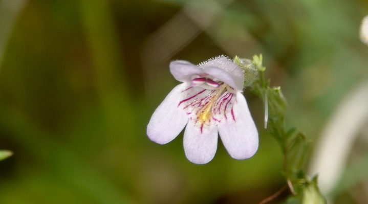 Penstemon linarioides Gray subsp. linarioides (Linaria Penstemon, Toadflax Beardtongue)6