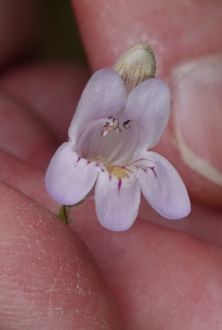 Penstemon linarioides Gray subsp. linarioides (Linaria Penstemon, Toadflax Beardtongue)2