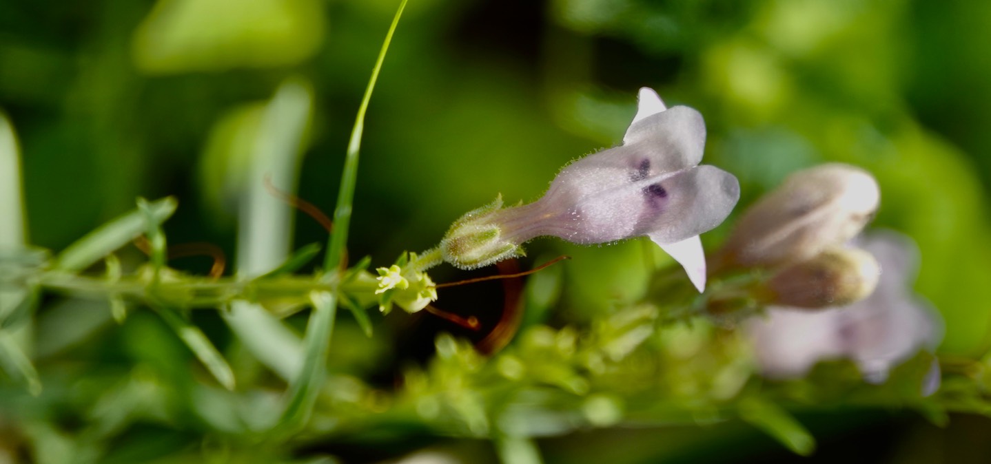 Penstemon linarioides Gray subsp. linarioides (Linaria Penstemon, Toadflax Beardtongue)5