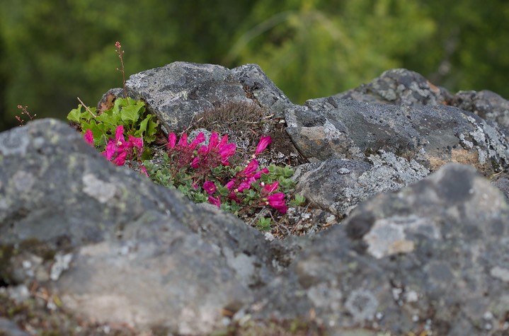 Penstemon rupicola 10