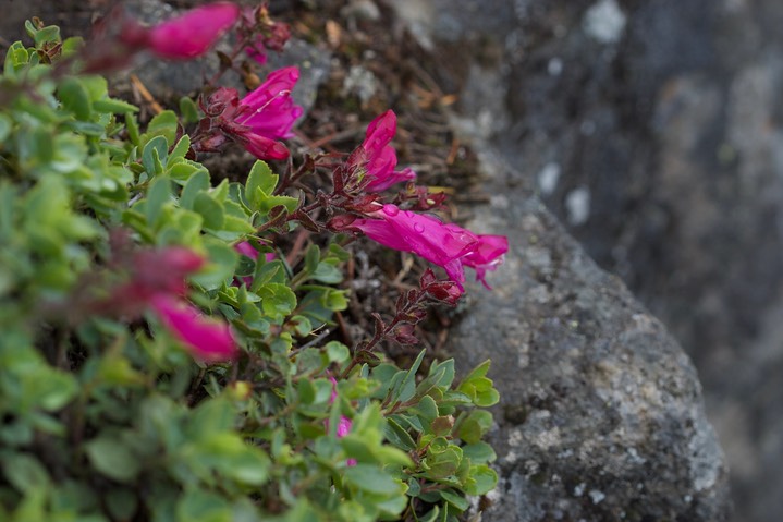 Penstemon rupicola12