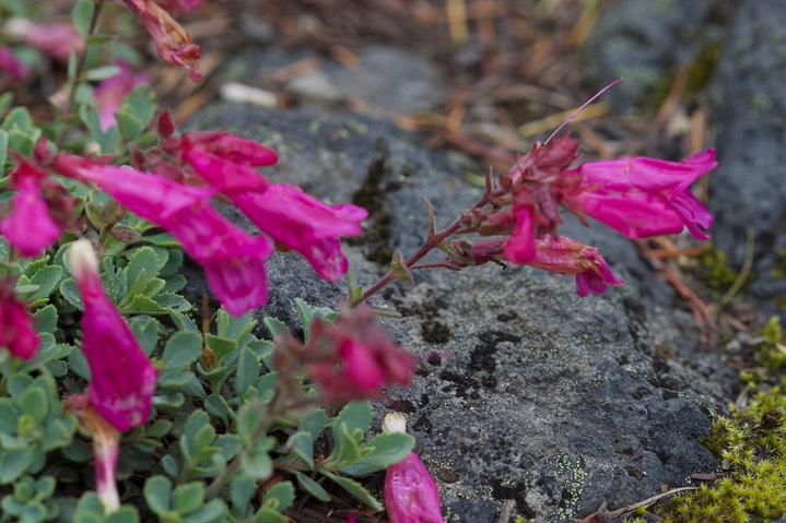 Penstemon rupicola13