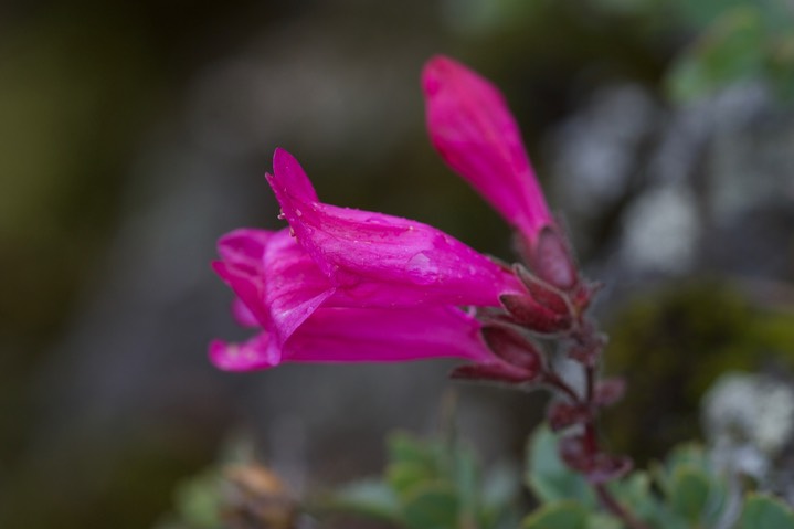 Penstemon rupicola14