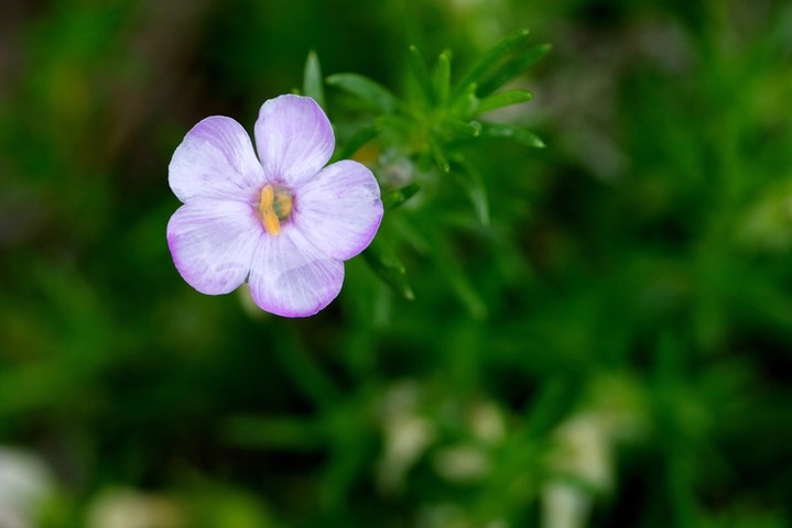 Phlox longifolia, Long-leaf Phlox2