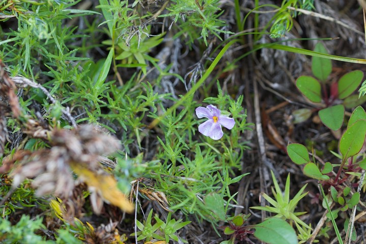 Phlox longifolia, Long-leaf Phlox