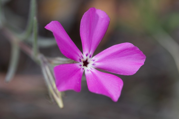 Phlox nana, Santa Fe Phlox2