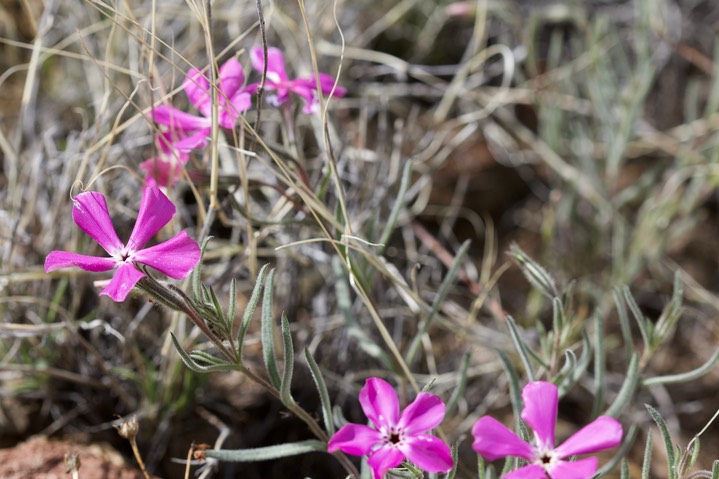 Phlox nana, Santa Fe Phlox3