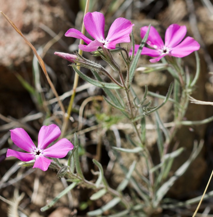 Phlox nana, Santa Fe Phlox4