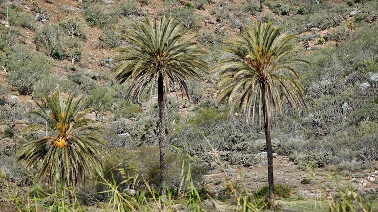 Phoenix dactylifera, Date Palm, Baja California