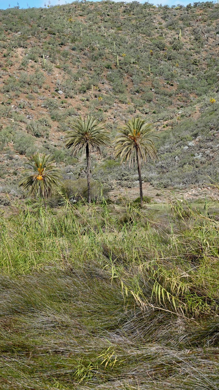 Phoenix dactylifera, Date Palm, Baja California (2)