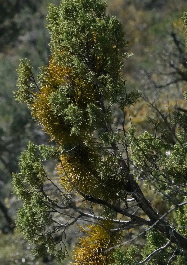 Phoradendron juniperinum, Juniper Mistletoe   2