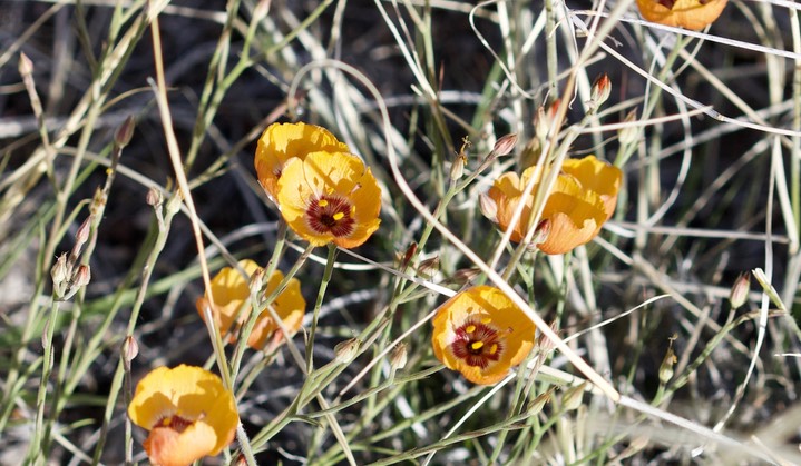 Plains Flax - Linum puberulum4-27a