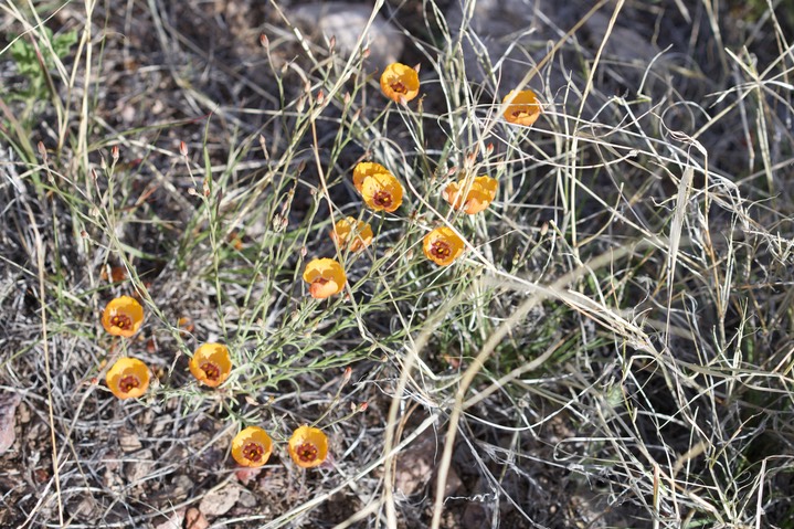 Plains Flax - Linum puberulum4-27b