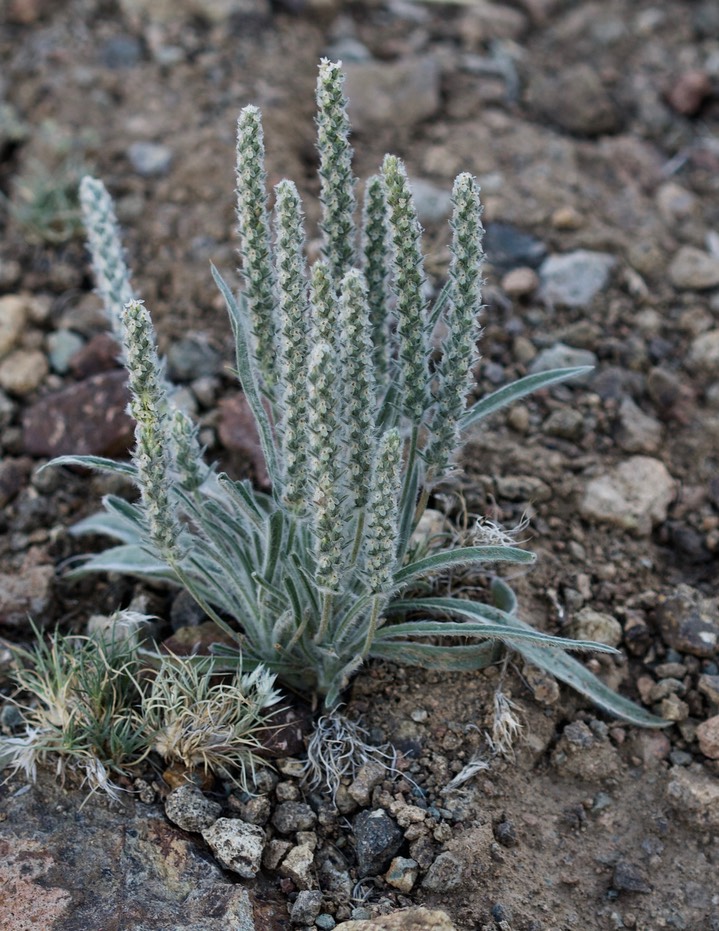 Plantago pagagonica, Wooly Plantain a1