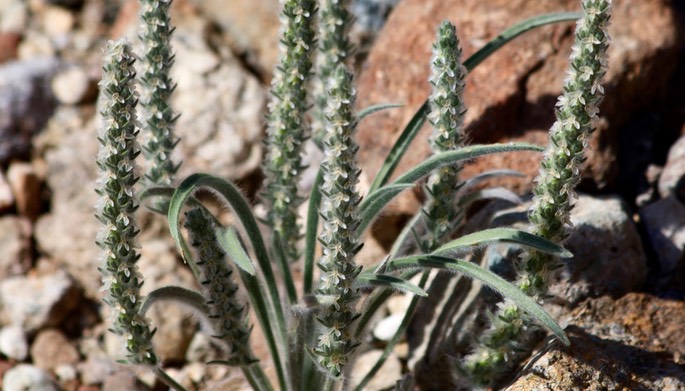 Plantago patagonica