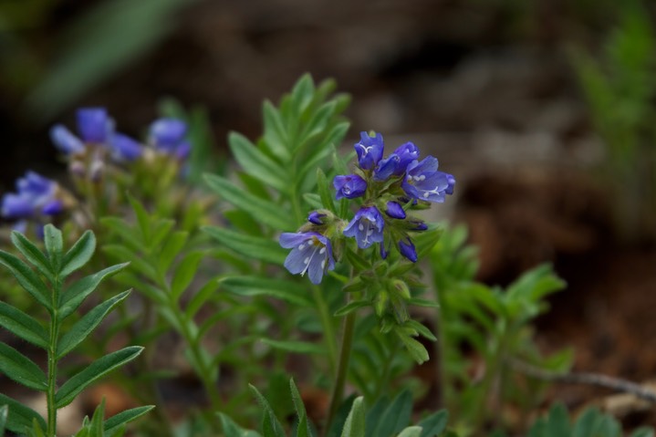 Polemonium californicum2