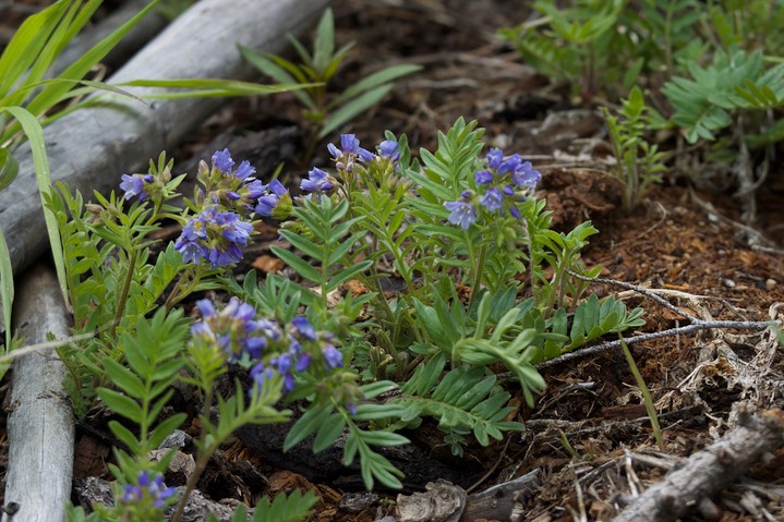 Polemonium californicum3