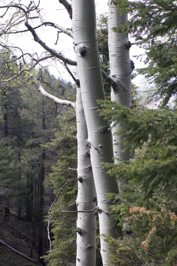 Populus tremuloides10