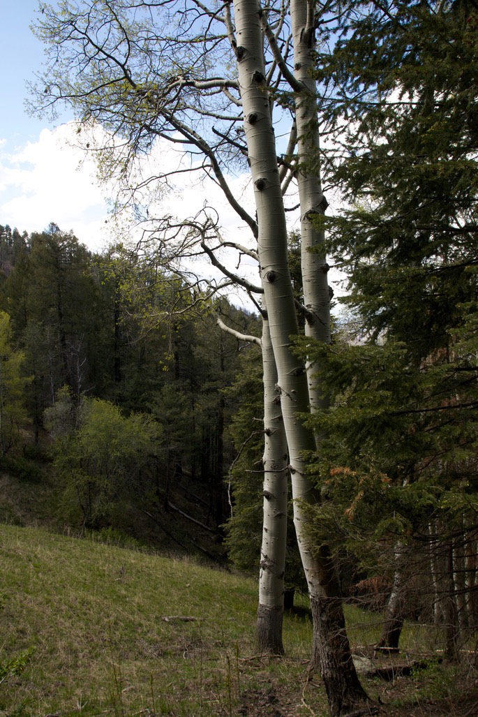 Populus tremuloides11