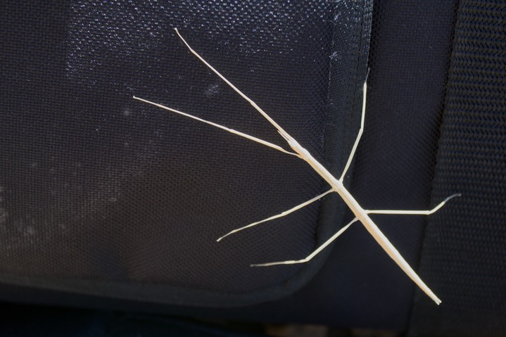 Probably Parabacillus hesperus Western Short-horn Walkingstick Insect