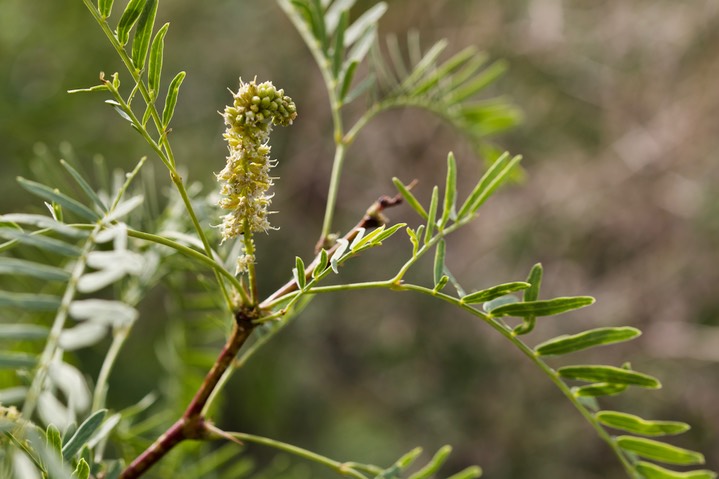 Prosopis glandulosa Torrey var. torreyana