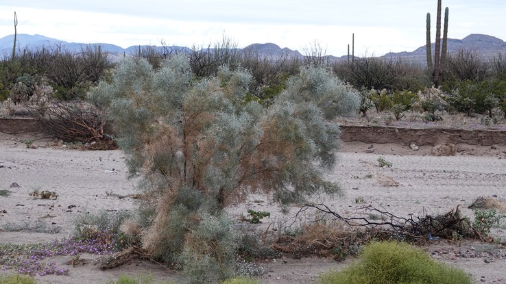 Psorothamnus spinosus, Smoke Tree, Bahia de los Angeles, Baja California (1)