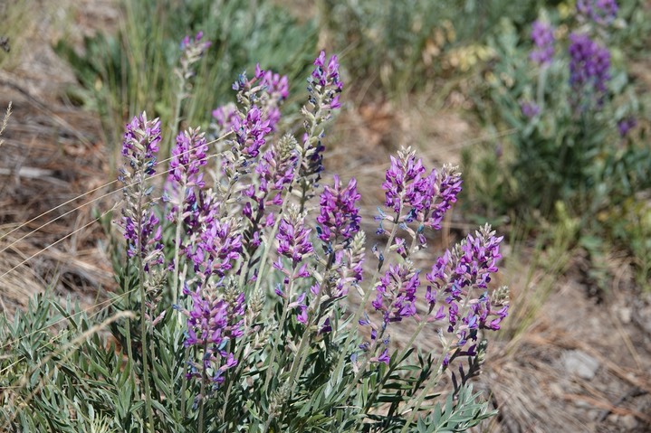 Purple Loco, Oxytropis lambertii 1