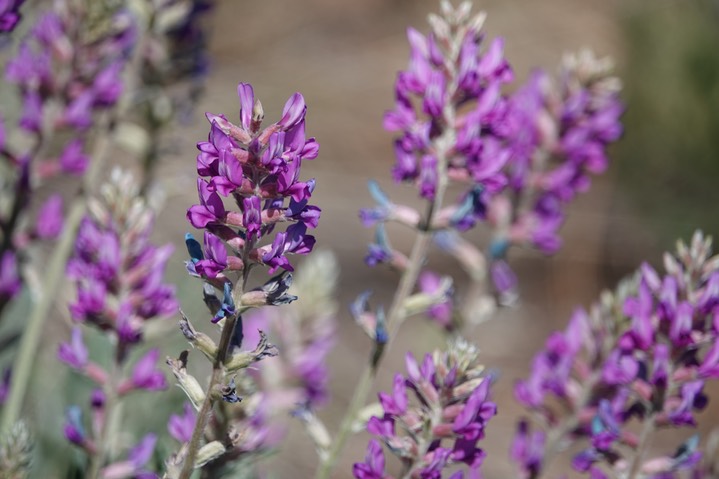 Purple Loco, Oxytropis lambertii2