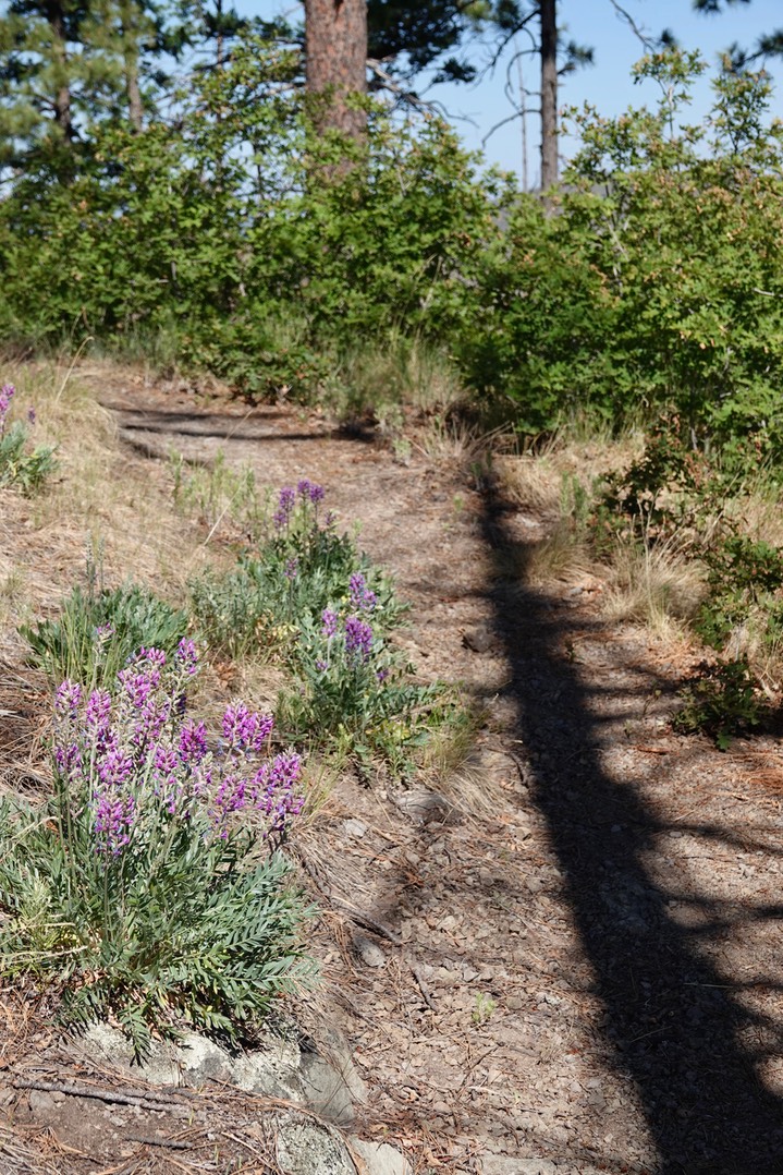 Purple Loco, Oxytropis lambertii4