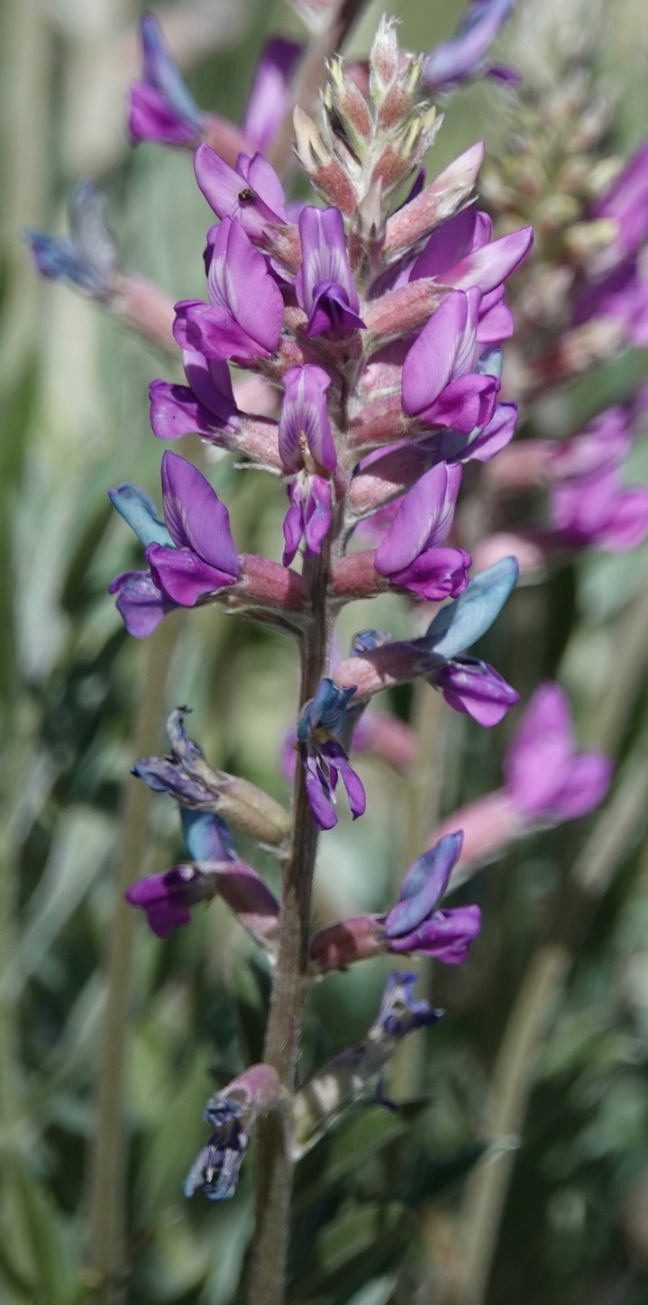 Purple Loco, Oxytropis lambertii3