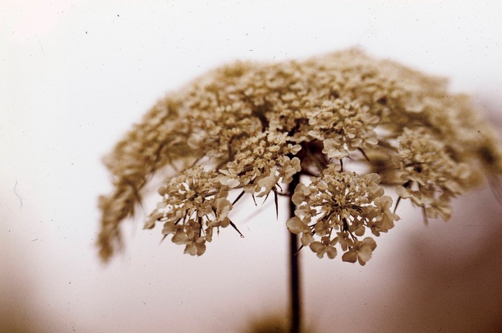 Queen Anne's Lace186