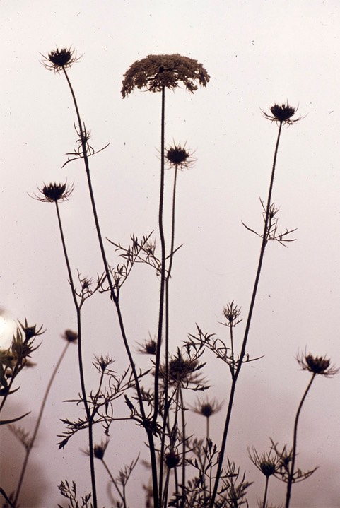 Queen Anne's Lace254