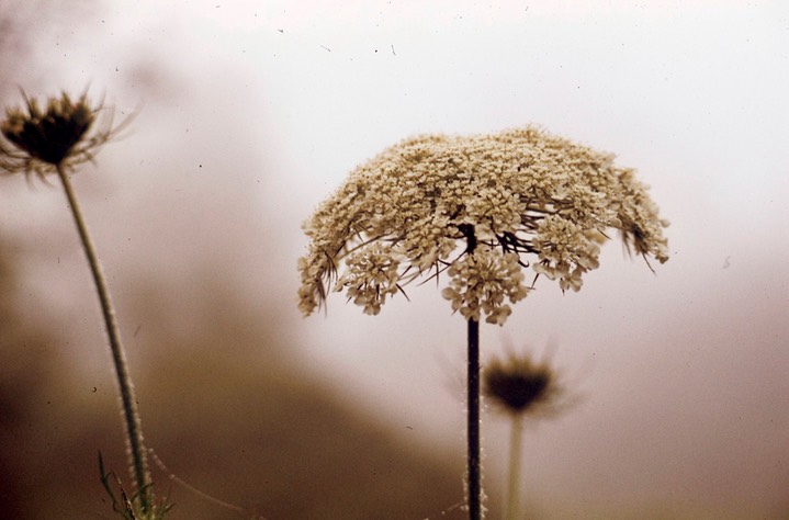 Queen Ann's Lace191