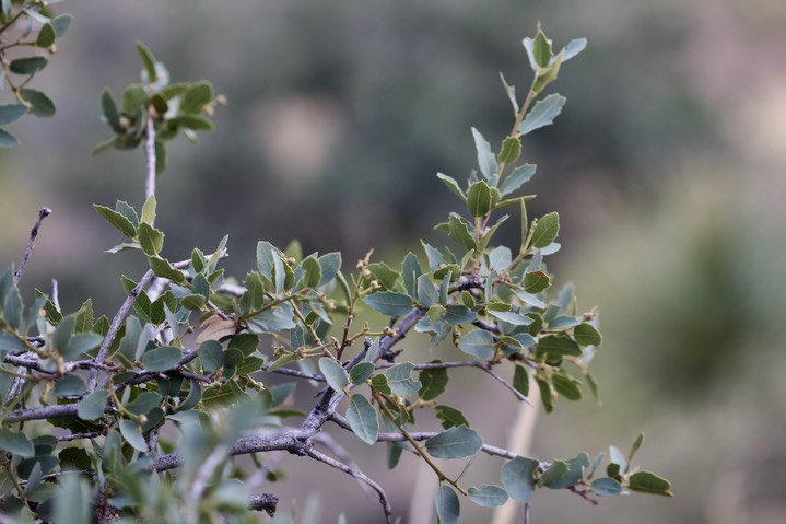 Quercus turbinella, Desert Scrub Oak3