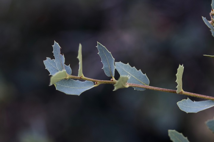 Quercus turbinella, Desert Scrub Oak