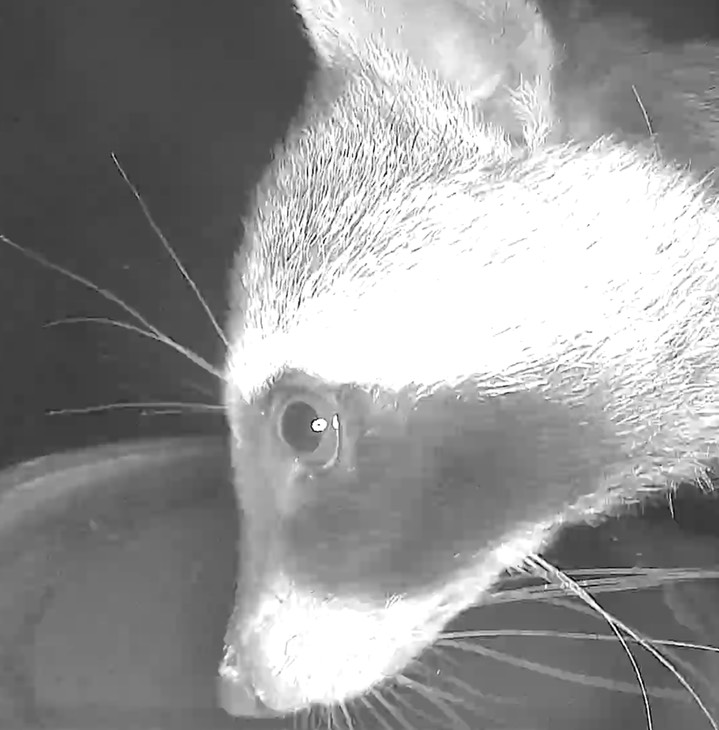 Racoon 1