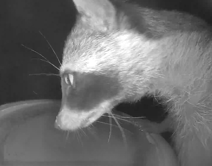 Racoon 3