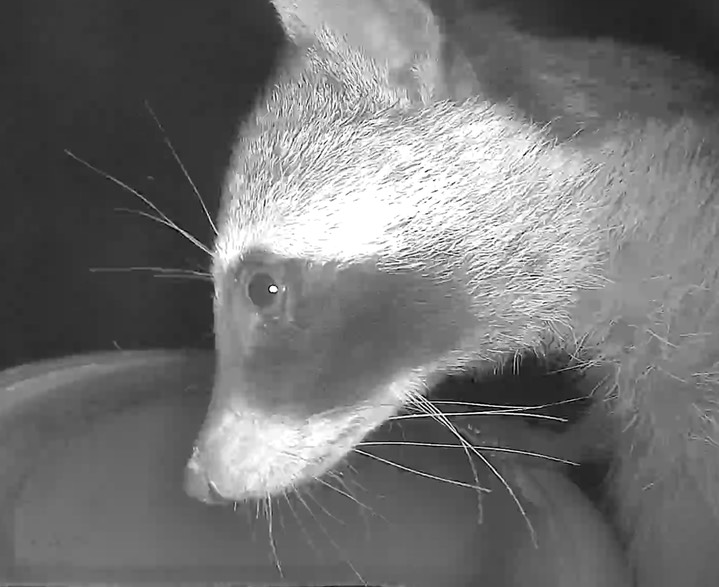 Racoon2