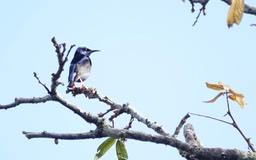 Red-legged Honeycreeper , Cyanerpes cyaneus      1
