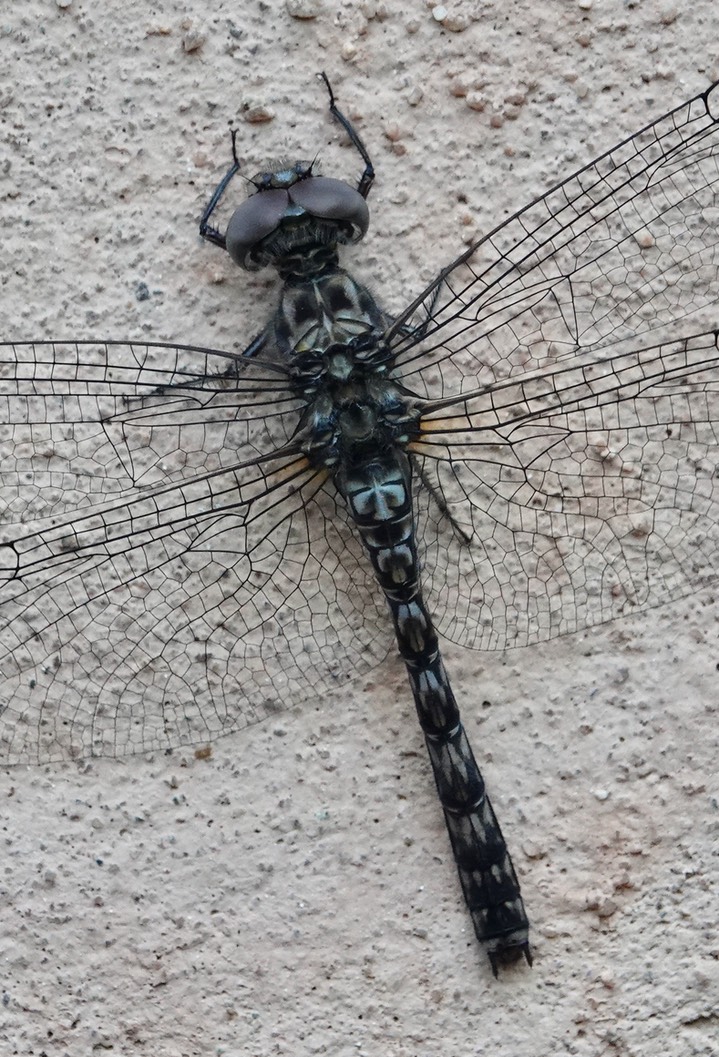 Red Rock Skimmer 8:8:2023