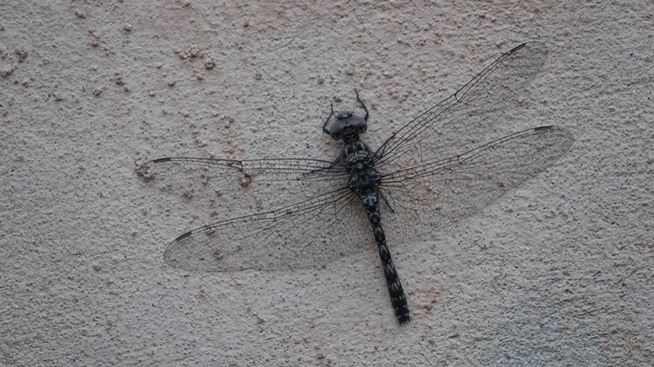 Red Rock Skimmer 8:8:2023b