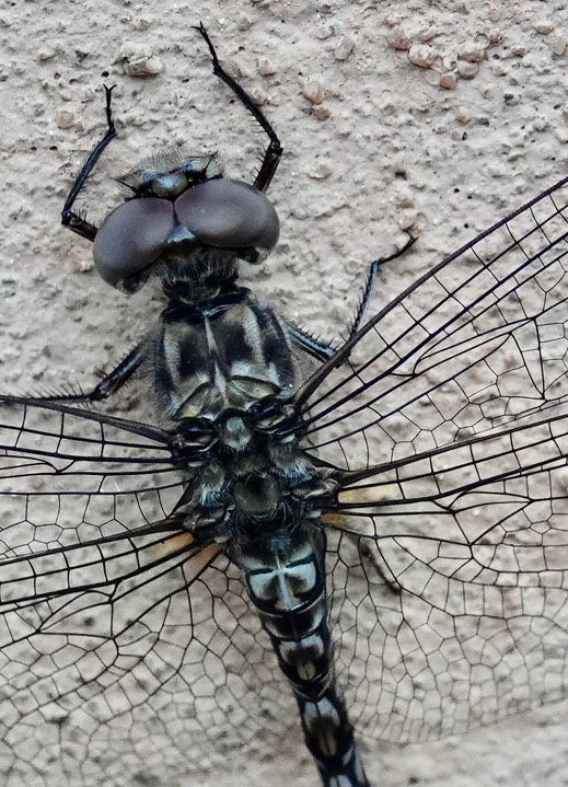 Red Rock Skimmer, Paltothemis lineatipes, Hillsboro