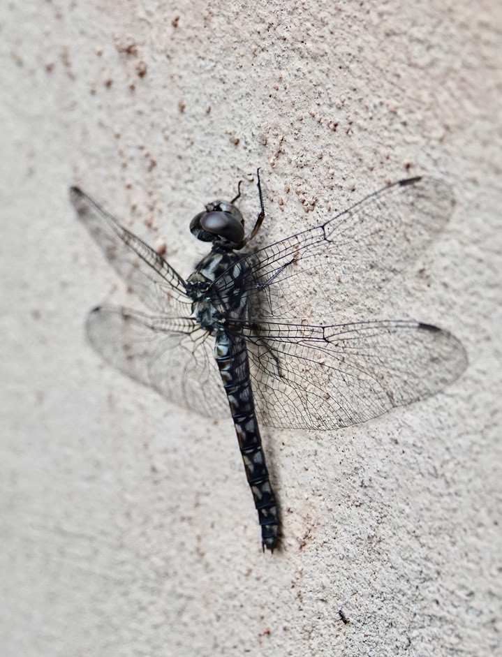 Red Rock Skimmer, Paltothemis lineatipes, Hillsboro d