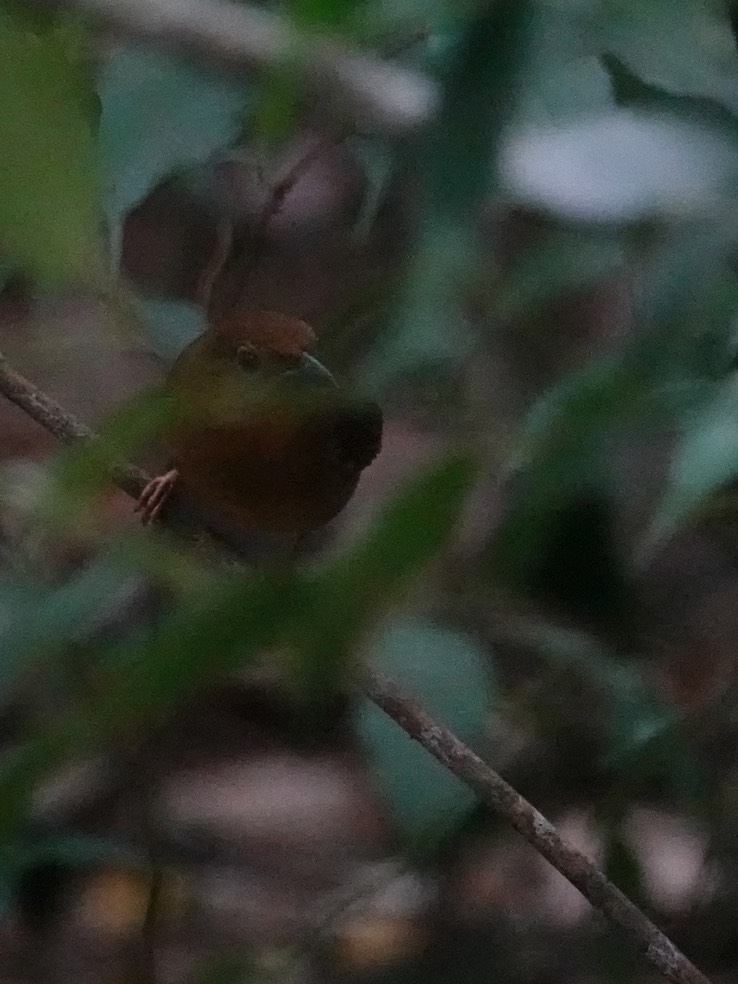 Red-throated Ant-Tanager. Habia fuscicauda Chicanná, Campeche, Mexico (2)