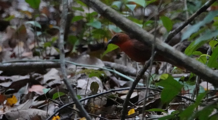 Red-throated Ant-Tanager. Habia fuscicauda Chicanná, Campeche, Mexico