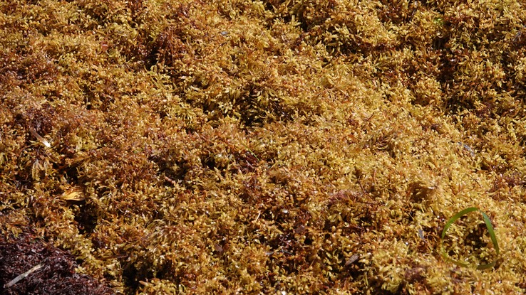 Reserva de la Biosfera Sian Ka'an. Sargassum natans, Narrowleaf Sargasso2