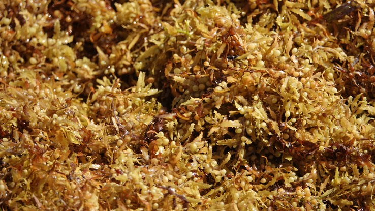 Reserva de la Biosfera Sian Ka'an. Sargassum natans, Narrowleaf Sargasso1