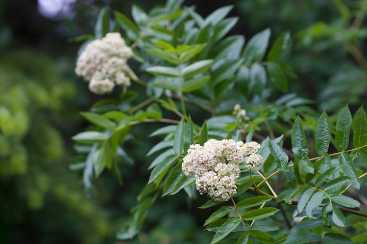 Rhus glabra, Smooth Sumac 2