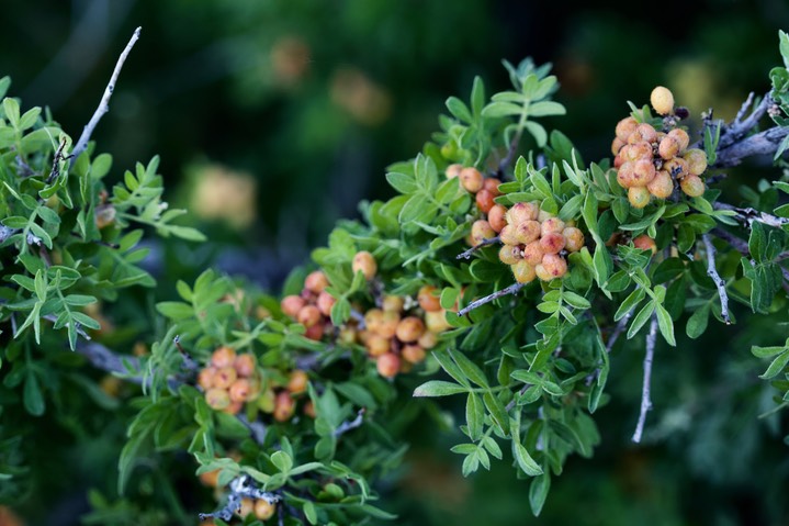 Rhus microphylla, Littleleaf Sumac1a